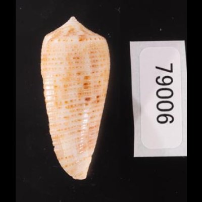 オボロイモ Conus nimbosusfig.3