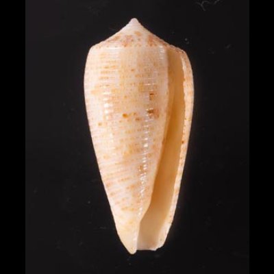 オボロイモ Conus nimbosusfig.1