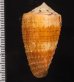 ヤヨイイモ Conus circumactusfig.2