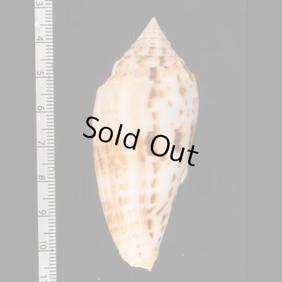 シャムイモ Conus pretiosusfig.2