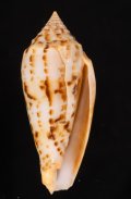 Conus pretiosus シャムイモ