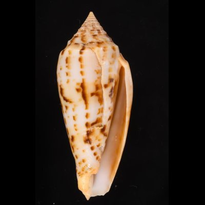 シャムイモ Conus pretiosusfig.1