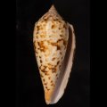 Conus pretiosus シャムイモ