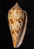 Conus pretiosus シャムイモ