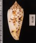 シャムイモ Conus pretiosusfig.2