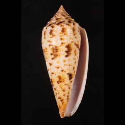 シャムイモ Conus pretiosusfig.1
