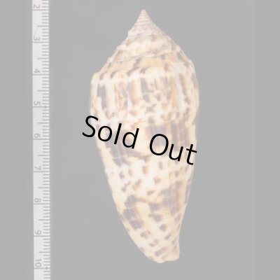 シャムイモ Conus pretiosusfig.2