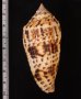 シャムイモ Conus pretiosusfig.2