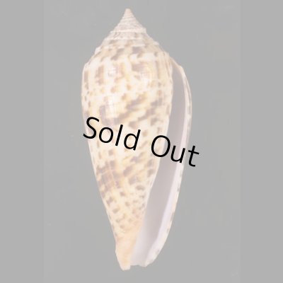 シャムイモ Conus pretiosusfig.1