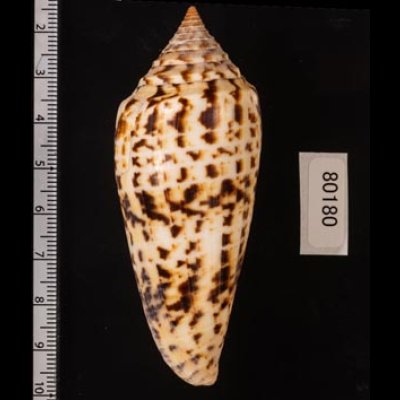 シャムイモ Conus pretiosusfig.2