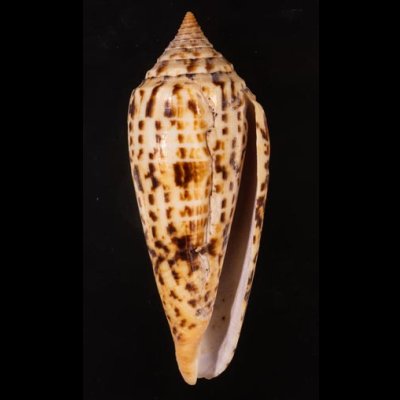 シャムイモ Conus pretiosusfig.1