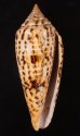 シャムイモ Conus pretiosusfig.1