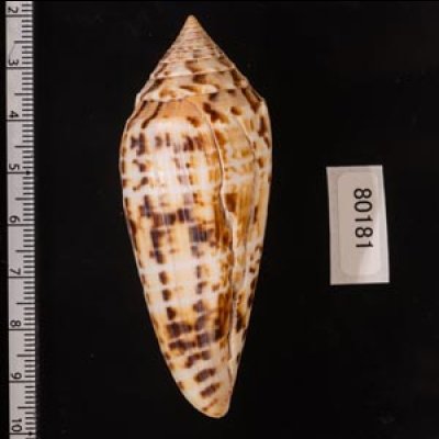 シャムイモ Conus pretiosusfig.2