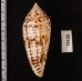 シャムイモ Conus pretiosusfig.2