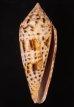シャムイモ Conus pretiosusfig.1