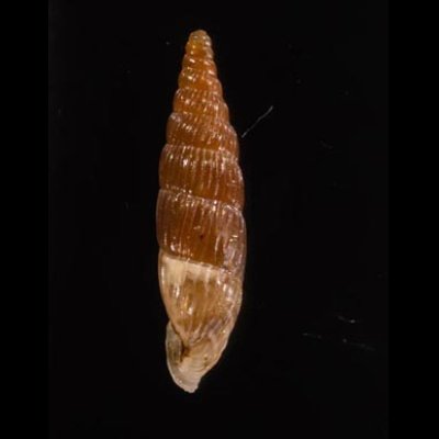 ボガチギセル Alopia bogatensis bogatensisfig.3