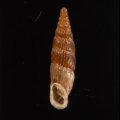 Alopia bogatensis bogatensis ボガチギセル