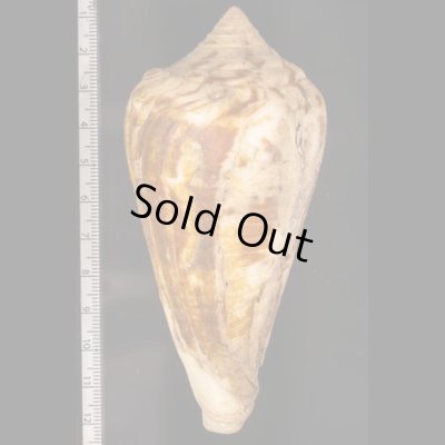 エンマノイモ Conus pergrandisfig.2