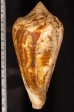 エンマノイモ Conus pergrandisfig.2