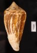 エンマノイモ Conus pergrandisfig.3