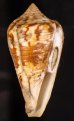 エンマノイモ Conus pergrandisfig.1