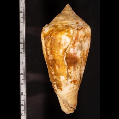 エンマノイモ Conus pergrandisfig.2