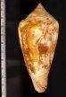 エンマノイモ Conus pergrandisfig.2