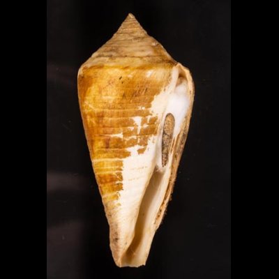 エンマノイモ Conus pergrandisfig.1