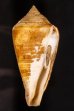 エンマノイモ Conus pergrandisfig.1