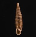 Bulgarica rugicollis rugicollis メハディアギセル