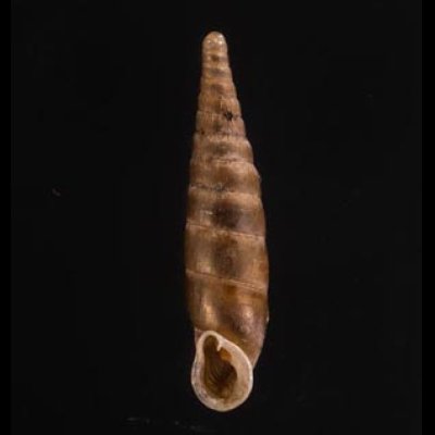 メハディアギセル Bulgarica rugicollis rugicollisfig.1