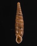 Bulgarica rugicollis rugicollis メハディアギセル