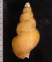 カガバイ 加賀? Buccinum bayanifig.2