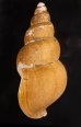 カガバイ 加賀? Buccinum bayanifig.3