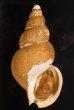 カガバイ 加賀? Buccinum bayanifig.1