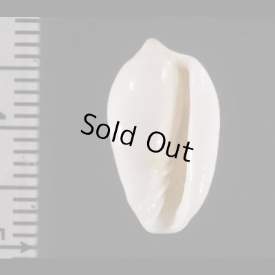 画像2: アカベリヘリトリ