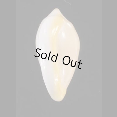 画像3: アカベリヘリトリ