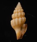 Clathurella peristernioides チャオビクチキレツブ