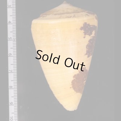 ロウソクガイ Conus quercinusfig.2