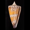 Conus generalis アカシマミナシ