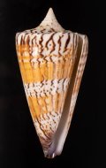 Conus generalis アカシマミナシ