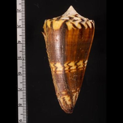 アカシマミナシ Conus generalisfig.2