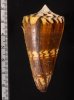 アカシマミナシ Conus generalisfig.2