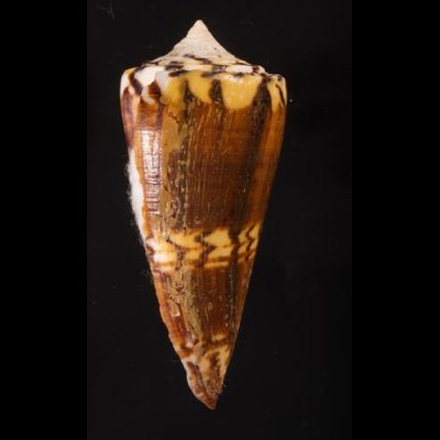 アカシマミナシ Conus generalisfig.3