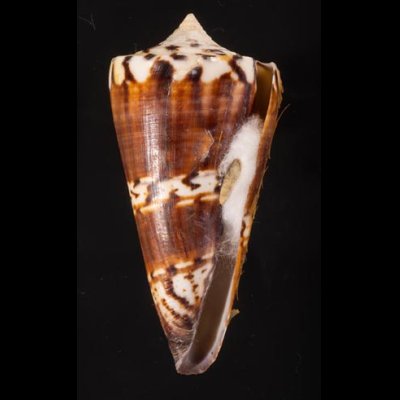 アカシマミナシ Conus generalisfig.1