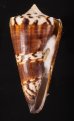 アカシマミナシ Conus generalisfig.1