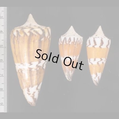 アカシマミナシ Conus generalisfig.2