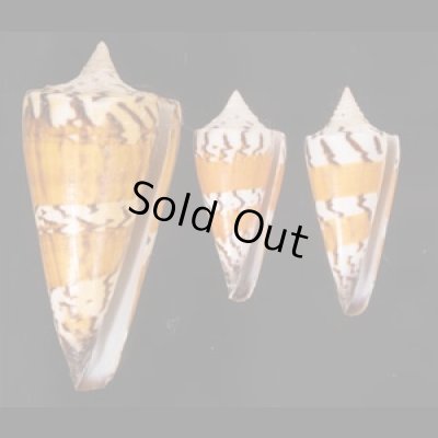アカシマミナシ Conus generalisfig.1