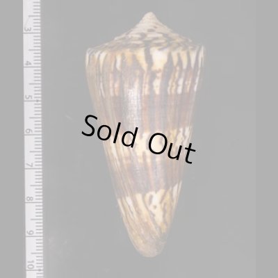 アカシマミナシ Conus generalisfig.2
