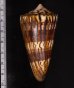アカシマミナシ Conus generalisfig.2